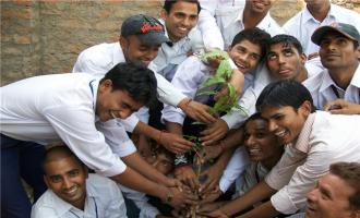 Tree Plantation